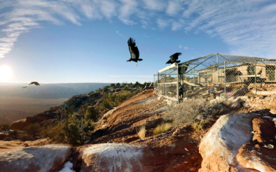 Payscout Partners with Accenture Interactive and Elastic Path to Bring an Immersive Donation Experience to SXSW